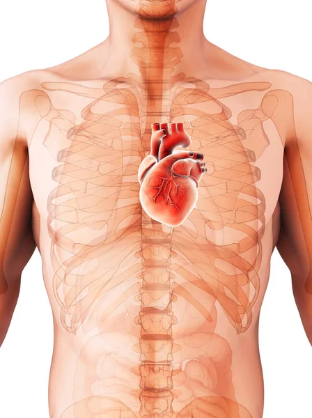 Ilustración 3D de Corazón, concepto médico . —  Fotos de Stock