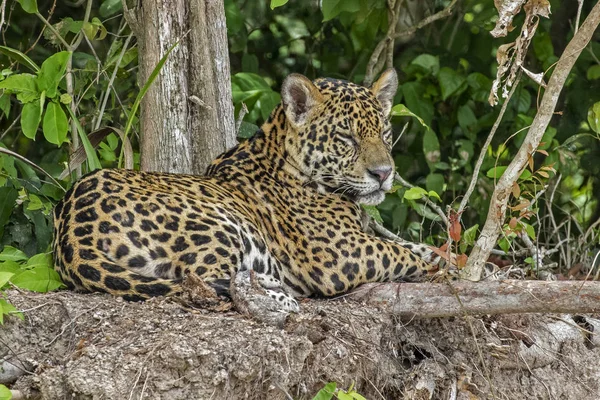 Jovem Onça Pintada Pantanal Brasileiro — Fotografia de Stock