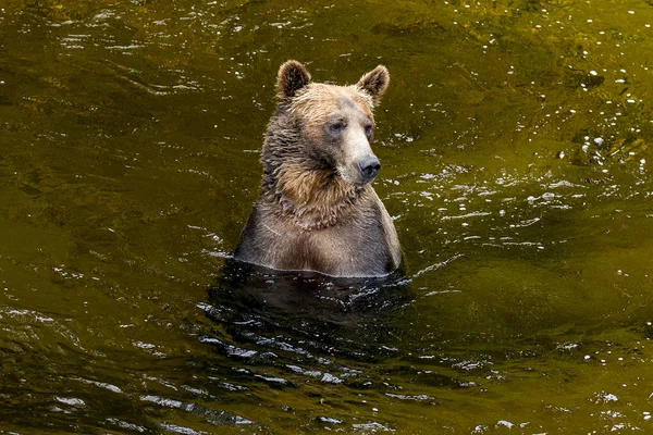 Grizzly Bear Pesca Canadá — Fotografia de Stock