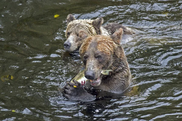 Grizzly Alimenta Salmón Canadá Knights Inlet — Foto de Stock