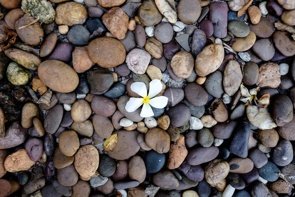 Una pequeña orquídea en el centro de piedras redondeadas —  Fotos de Stock