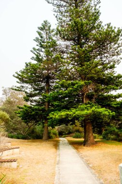 Watso 'daki Gap okyanus uçurumuna giden beton orman yürüyüş yolu.
