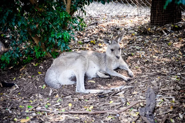 Um canguru adulto estava agitando sozinho em um zoológico australiano — Fotografia de Stock