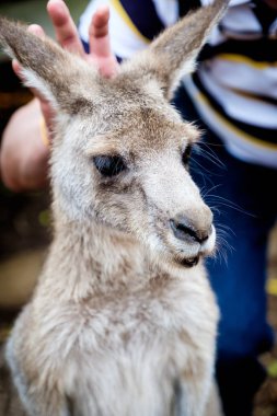 An adult kangaroo was eating foods by himself in an Australian z