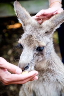 An adult kangaroo was eating foods by himself in an Australian z