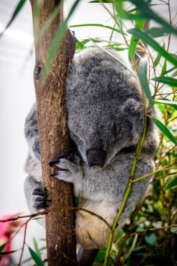 Sleeping koala shot on a eucalyptus tree