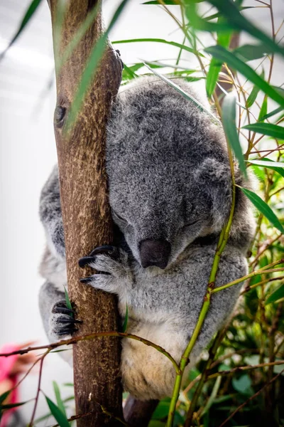 Sleeping koala shot on a eucalyptus tree