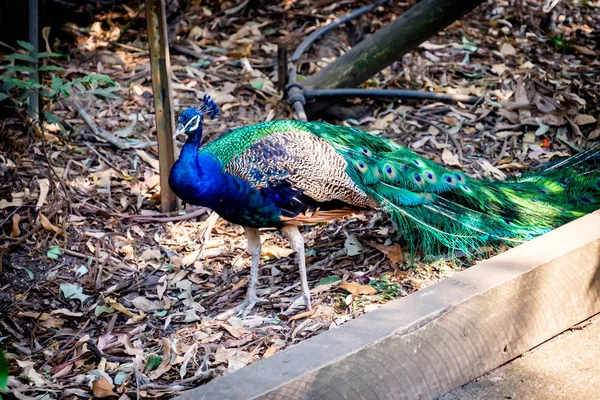 Um pavão ambulante no zoológico australiano — Fotografia de Stock