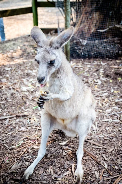 Дорослий кенгуру сам їв їжу в австралійському зоопарку. — стокове фото
