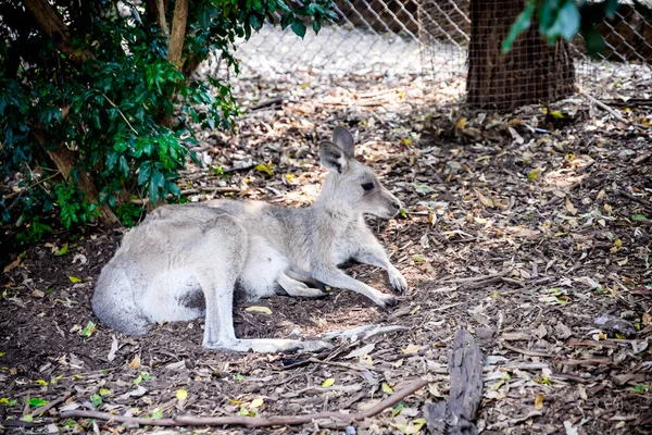 Egy felnőtt kenguru egyedül üldögélt egy ausztrál állatkertben. — Stock Fotó
