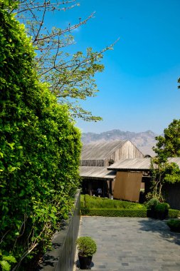Güneşli bir günde Tayland 'ın doğu kesiminde devasa bir ahşap kulübesi olan güzel bir üzüm bağları ya da üzüm bağları manzarası