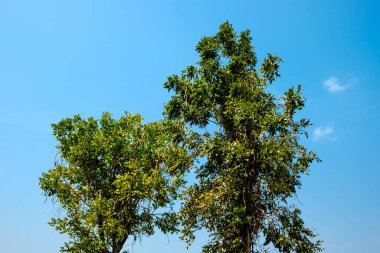 Güzel mavi gökyüzü arkaplanı ve sol üst tarafında ek bir kopya alanı olan bir Standalone ağaç dalı