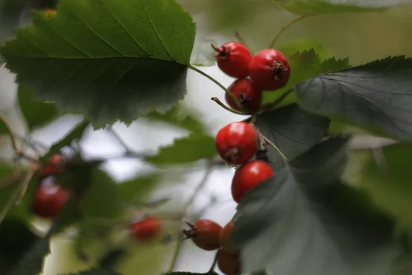 berries on a tree