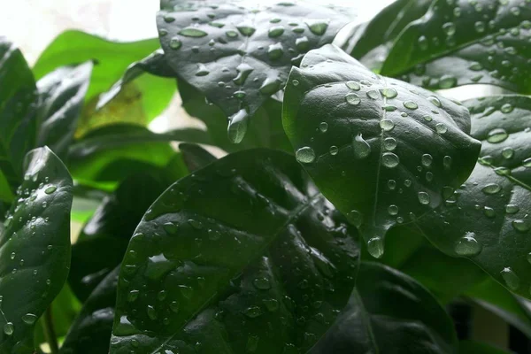 Arabica coffee leaves in drops of water. the plant grows at home