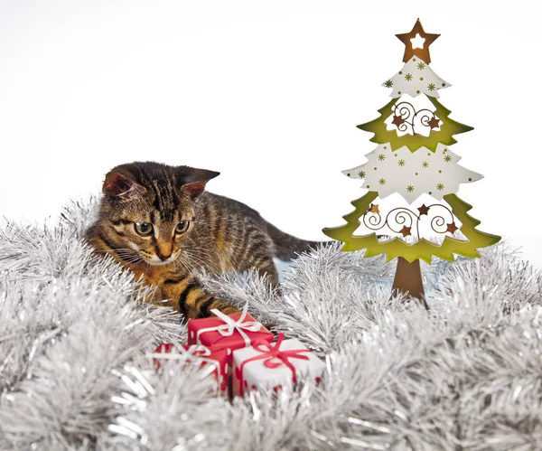 Chat jouant avec les décorations de Noël — Photo