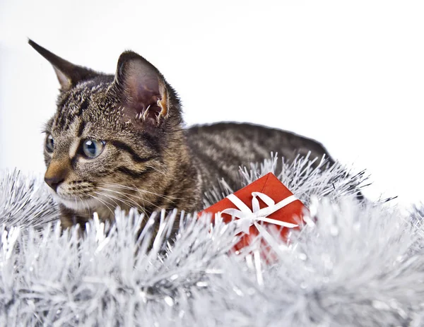 Gato brincando com as decorações de Natal — Fotografia de Stock