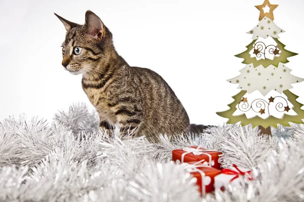 クリスマスの装飾にじゃれる猫 — ストック写真