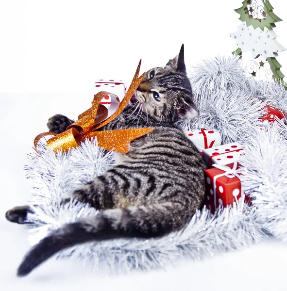 Kot gra z ozdoby świąteczne — Zdjęcie stockowe