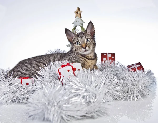 Γάτα παίζει με τις διακοσμήσεις Χριστουγέννων — Φωτογραφία Αρχείου