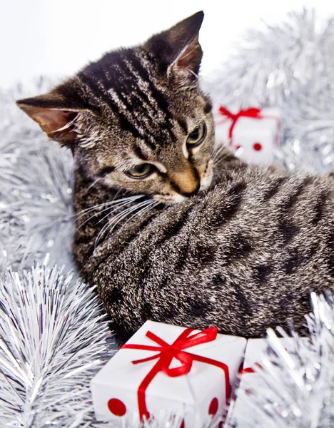 Кота, играющего с рождественскими украшениями — стоковое фото