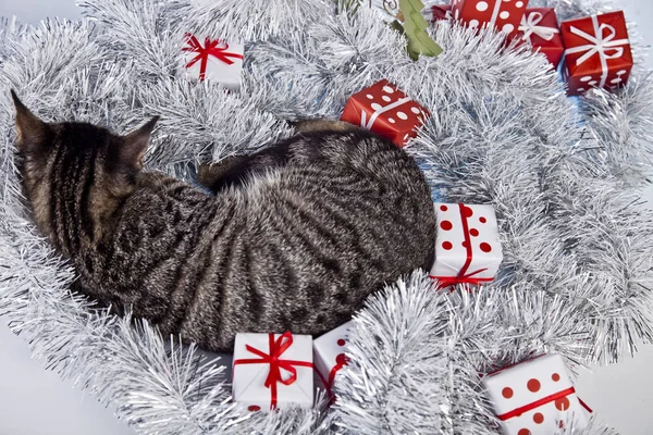 Gato jugando con las decoraciones de Navidad — Foto de Stock