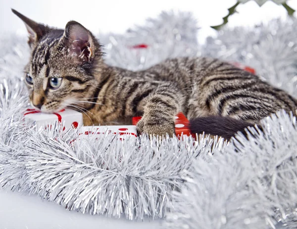 Kat spelen met de kerstversiering — Stockfoto