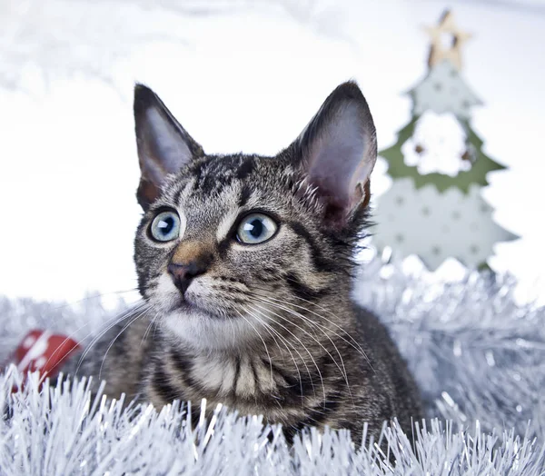 クリスマスの装飾にじゃれる猫 — ストック写真