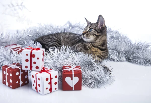 Katt leker med juldekorationer — Stockfoto