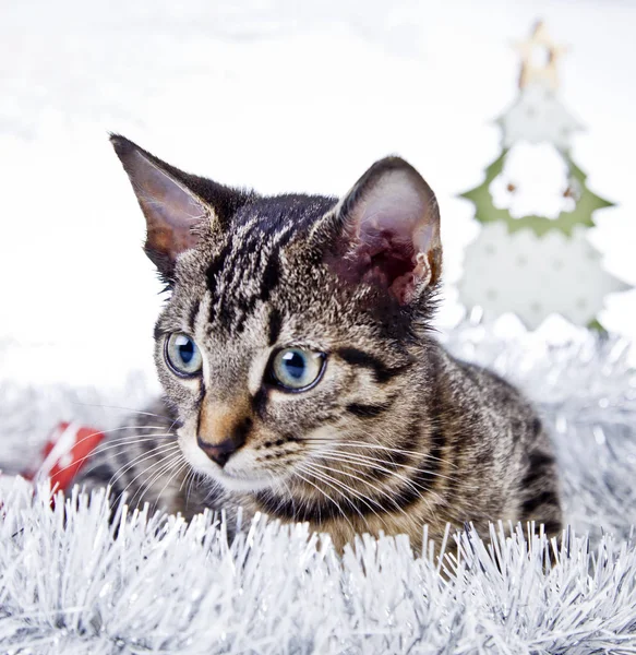 Kat spelen met de kerstversiering — Stockfoto