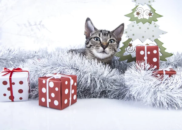 Chat jouant avec les décorations de Noël — Photo