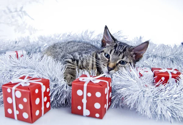 Γάτα παίζει με τις διακοσμήσεις Χριστουγέννων — Φωτογραφία Αρχείου