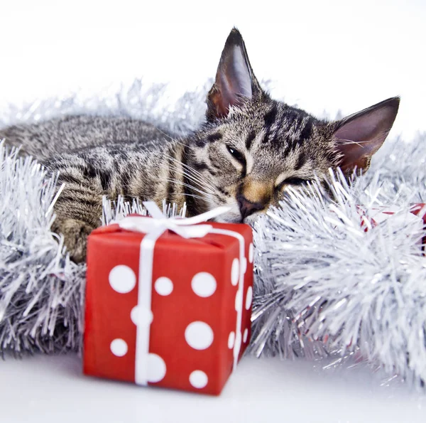 Gato jugando con las decoraciones de Navidad — Foto de Stock