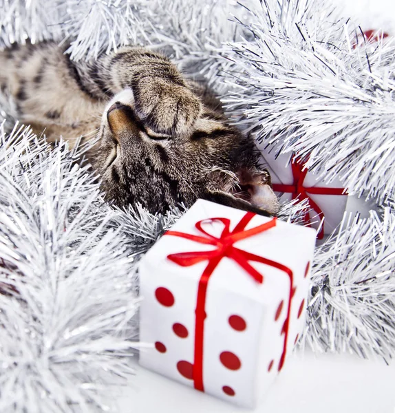 Кота, играющего с рождественскими украшениями — стоковое фото