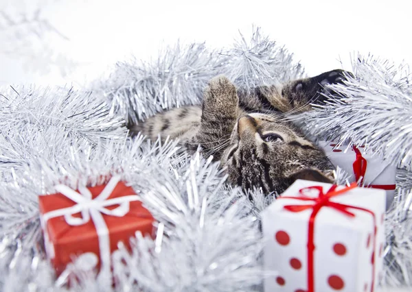 Cat playing with the Christmas decorations — Stock Photo, Image