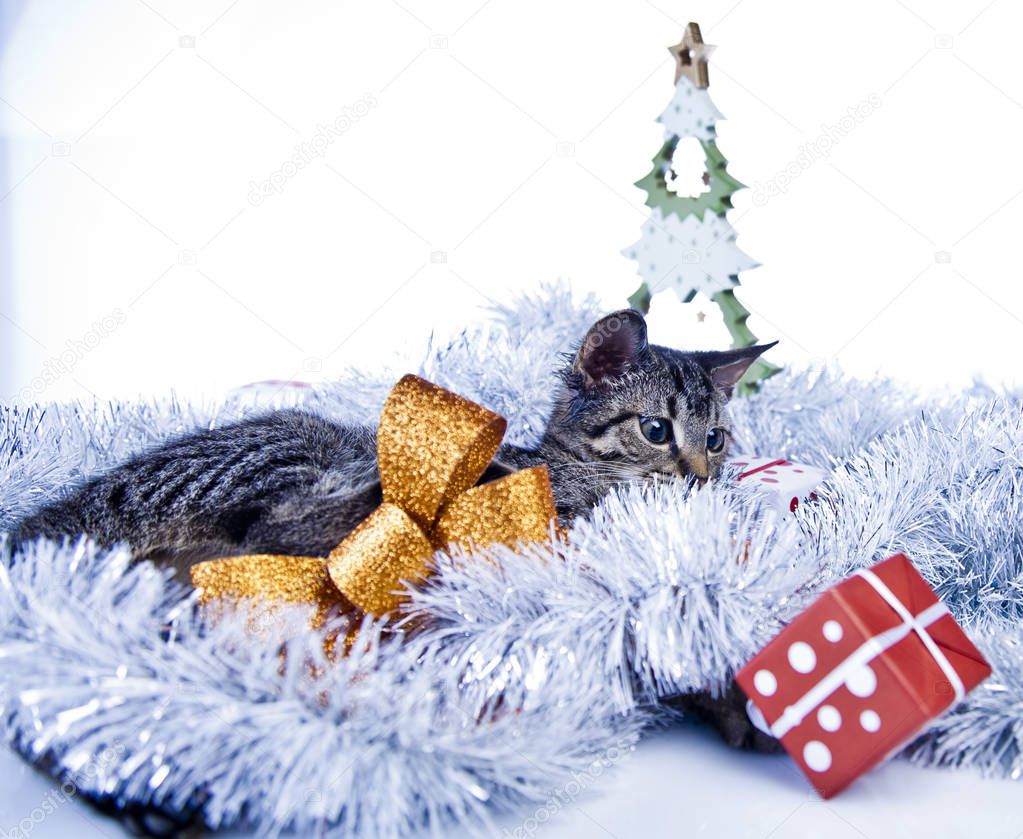 Cat playing with the Christmas decorations