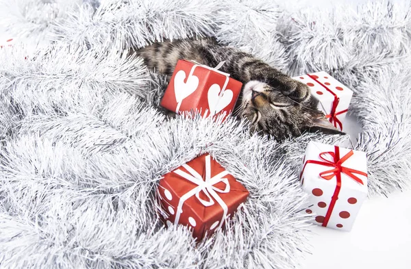 クリスマスの装飾にじゃれる猫 — ストック写真