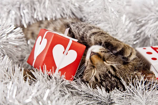 Kočka si hraje s vánoční ozdoby — Stock fotografie