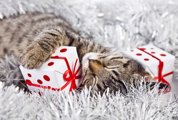 Gato jugando con las decoraciones de Navidad — Foto de Stock