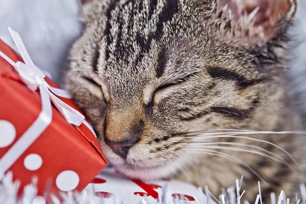 Gato jugando con las decoraciones de Navidad — Foto de Stock