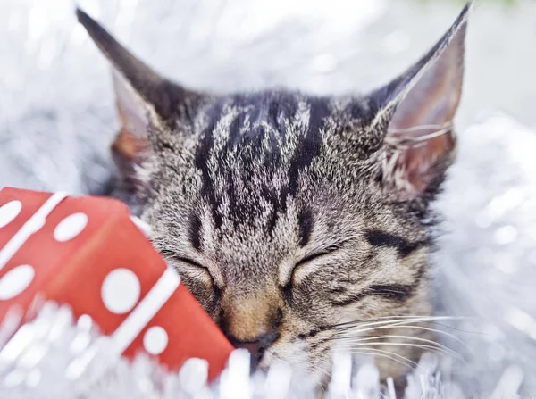 Noel süslemeleri ile oynayan kedi — Stok fotoğraf