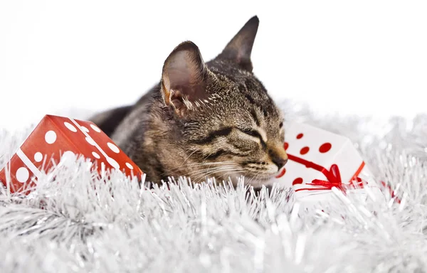 Katt leker med juldekorationer — Stockfoto