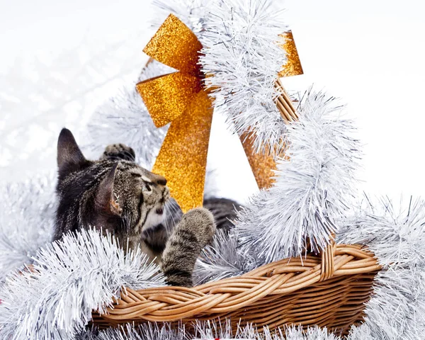 Cat playing with the Christmas decorations — Stock Photo, Image