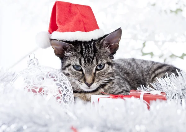 クリスマスの装飾にじゃれる猫 — ストック写真