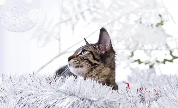 Cat playing with the Christmas decorations — Stock Photo, Image