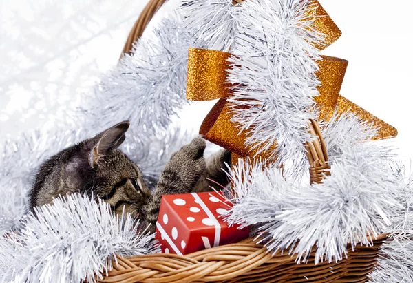 Gato jugando con las decoraciones de Navidad —  Fotos de Stock