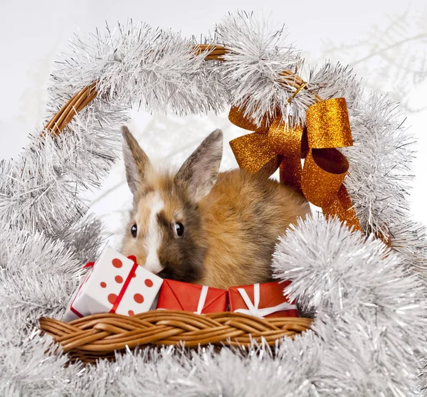 Dekorację świąteczną królik — Zdjęcie stockowe