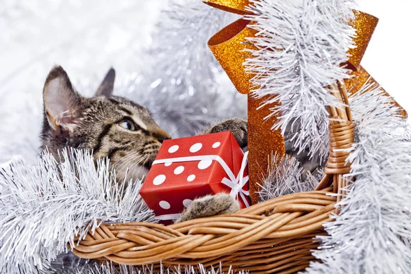 Chat jouant avec les décorations de Noël — Photo