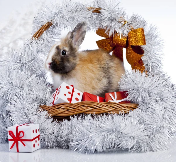 Christmas rabbit decoration — Stock Photo, Image