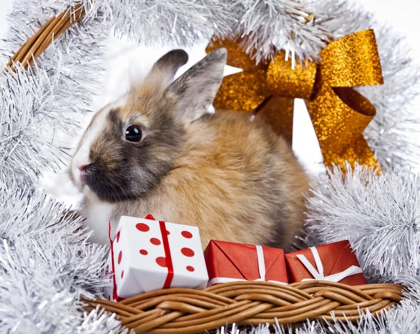 Christmas rabbit decoration — Stock Photo, Image