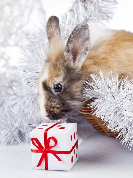 Dekorację świąteczną królik — Zdjęcie stockowe